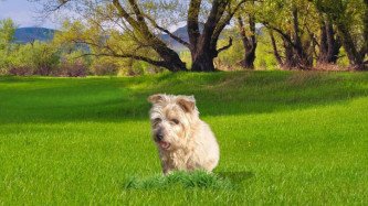 Soms ben ik jaloers op mijn hond